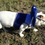 Basil Blind Jack Russell Halo