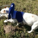 Basil Blind Jack Russell