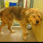 Beauty Blind Terrier Halo