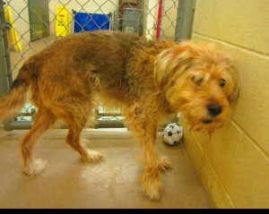 Beauty Blind Terrier Halo