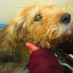 Beauty Blind Terrier Halo