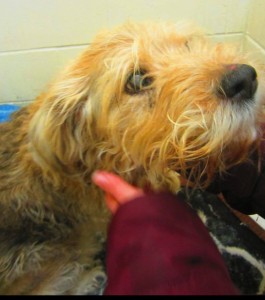 Beauty Blind Terrier Halo
