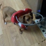 Bella Blind Dachsund/Beagle Halo