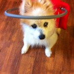 Blake Blind Pom Halo
