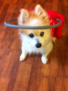 Blake Blind Pom Halo