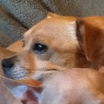 Buck Blind Puggle Halo