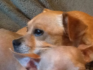 Buck Blind Puggle Halo