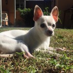 Leela Blind Chihuahua Halo