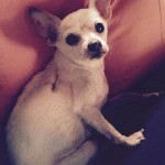 Leela Blind Chihuahua Halo