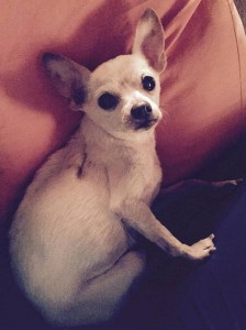 Leela Blind Chihuahua Halo