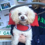 Lovely Blind Poodle Halo