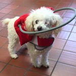 Lovely Blind Poodle Halo