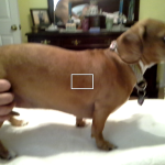 Bella Blind Dachsund/Beagle Halo