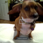 Bella Blind Dachsund/Beagle Halo