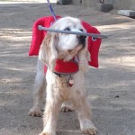 Bucky Blind Cocker Spaniel