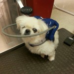 Squishee Newsome Blind Pekingese Halo