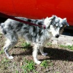 Irene Blind Australian Shepherd Halo
