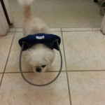 Squishee Newsome Blind Pekingese Halo