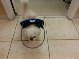 Squishee Newsome Blind Pekingese Halo