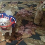 Levi Blind Shih Tzu Halo