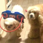 Levi Blind Shih Tzu Halo