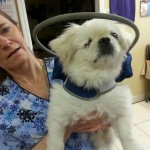 Squishee Newsome Blind Pekingese Halo