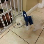 Squishee Newsome Blind Pekingese Halo
