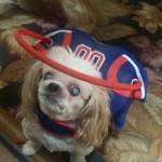 Levi Blind Shih Tzu Halo