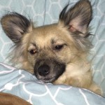 Pixie Blind Chihuahua/ Pomeranian