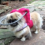 Becca Blind Pekingese Halo
