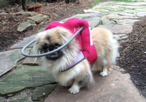 Becca Blind Pekingese Halo