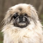 Becca Blind Pekingese Halo