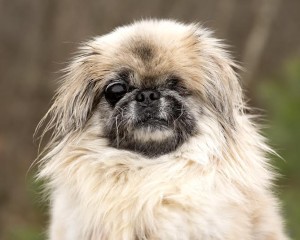 Becca Blind Pekingese Halo