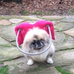 Becca Blind Pekingese Halo