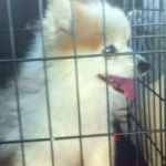 Blake Blind Pom Halo