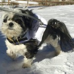 Bonzy Blind Shih Tzu Halo