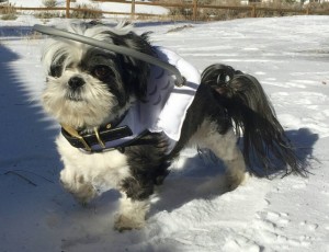 Bonzy Blind Shih Tzu Halo