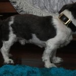Bonzy Blind Shih Tzu Halo