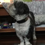 Bonzy Blind Shih Tzu Halo