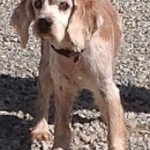 Bucky Blind Cocker Spaniel