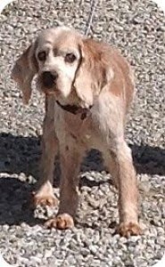 Bucky Blind Cocker Spaniel
