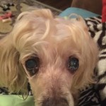 Candi Can Blind Poodle Halo
