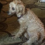 Candi Can Blind Poodle Halo