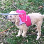 Candi Cane Blind Poodle Halo
