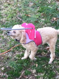 Candi Cane Blind Poodle Halo