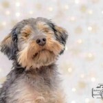 Cricket Blind Dachshund Halo