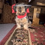 Cricket Blind Dachshund Halo