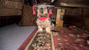 Cricket Blind Dachshund Halo
