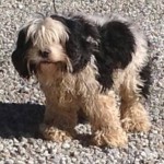 Dolly Blind Cocker Spaniel Halo