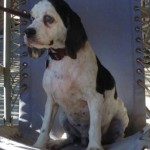 Dolly Blind Cocker Spaniel Halo